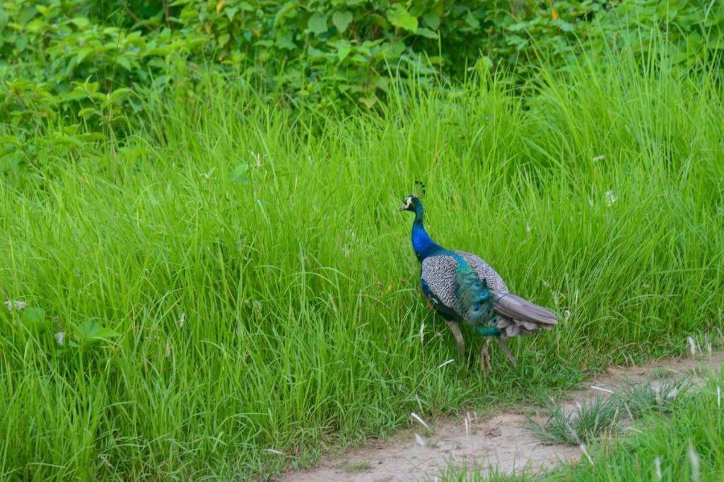 Hotel Greenland Safari Sauraha Esterno foto