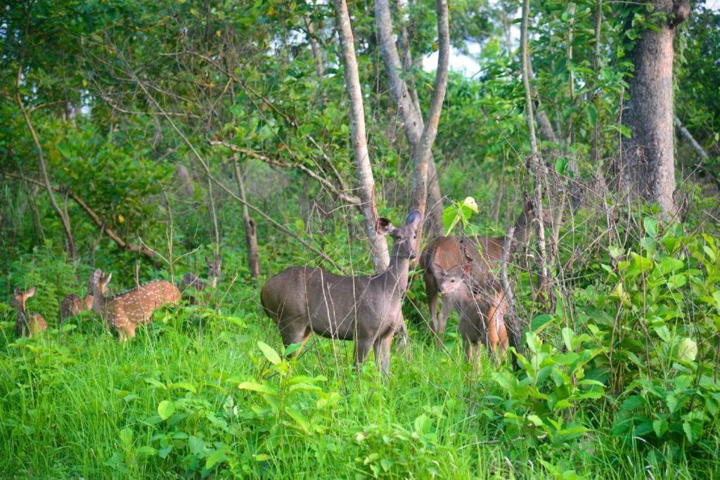 Hotel Greenland Safari Sauraha Esterno foto